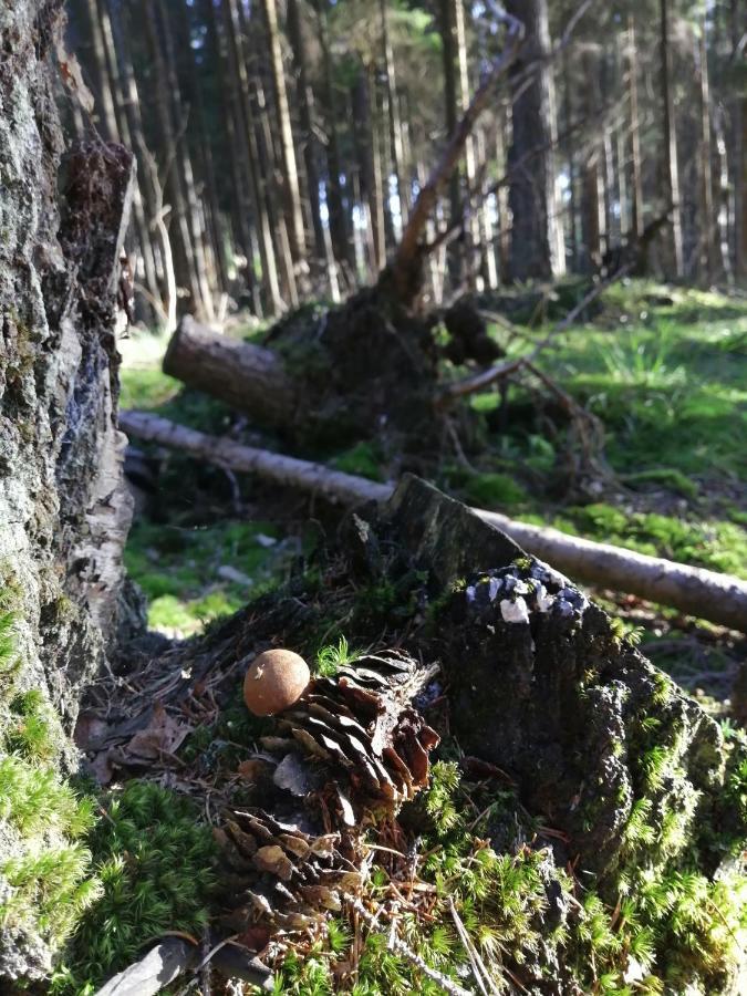 Zlaty Potok 3* Nicov (Prachatice)